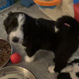 Bernedoodle Puppies from Beckett’s Bernedoodles