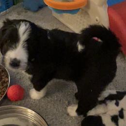 Bernedoodle Puppies from Beckett’s Bernedoodles