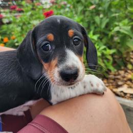 Rollo - Piebald male Dachshund puppy in Cedarcreek, Missouri from Cedarcreek Dachshunds