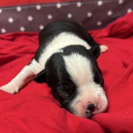 Sammy - Black and white female Boston Terrier puppy in Whittemore, Michigan from Woof Pack