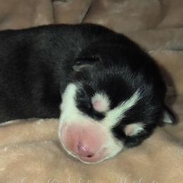 Beyla - Black and white female Siberian Husky puppy in Richland, Mississippi from Feazell’s Siberian Huskies