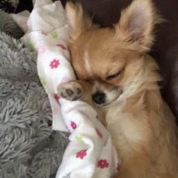 Chihuahua Puppies from Strawberry River Kennel