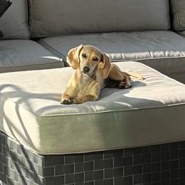 Dachshund All Grown Up from Oakleys Dachshund Haven
