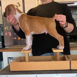Boxer Puppies from Meraki Boxers