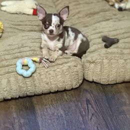 Patches - Chihuahua