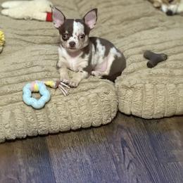 Patches - Chihuahua