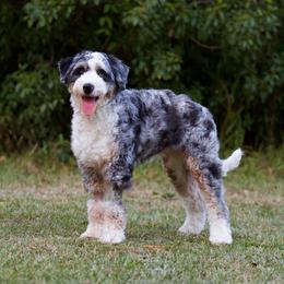 Birdie - Bernedoodle