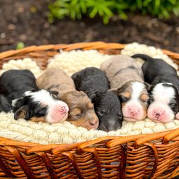 Australian Mountain Doodle puppies from WestPenn Doodles LLC