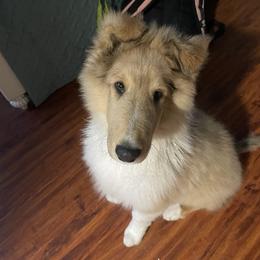 Collie All Grown Up from Prime Star Collies
