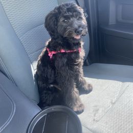 Raven - Cockapoo