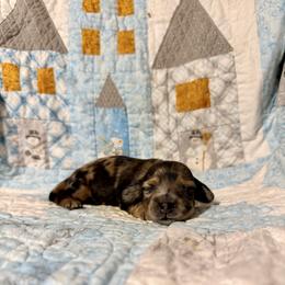 Maize - Red female Dachshund puppy in Nampa, Idaho from 208 Wiener Wiggle Butts LLC