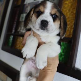 Meadow - Black tan and white male Beagle puppy in Susanville, California from Homegrown Beagles