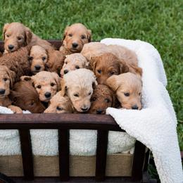 Goldendoodle Puppies from Cooley Doodles
