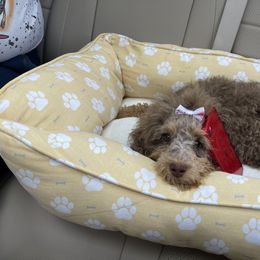 Cockapoo and Poodle Puppies from Nikol Nik