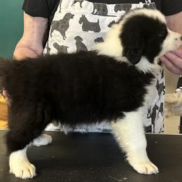 Amigo - Black and white male Border Collie puppy in Giddings, Texas from JoyLee Border Collies