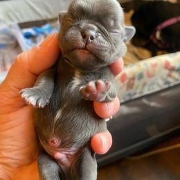 Bill Murray Blue boy - Silver male Pug puppy in Onalaska, Washington from Cupid’s Pugs