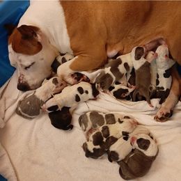 American Staffordshire Terrier and French Bulldog Puppies from Cicero Kennels