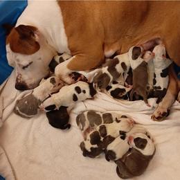 American Staffordshire Terrier and French Bulldog Puppies from Cicero Kennels