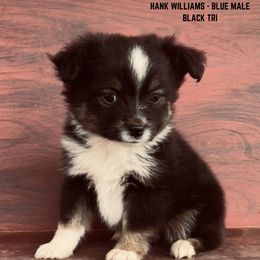 Boy 2 - Toy Australian Shepherd puppy in St. George, Utah from Double Bar H Corgis & Aussies