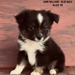 Boy 2 - Toy Australian Shepherd puppy in St. George, Utah from Double Bar H Corgis & Aussies