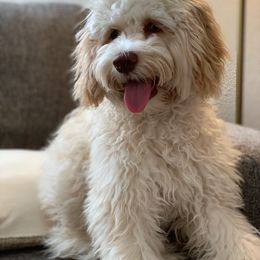 Bailey - Labradoodle