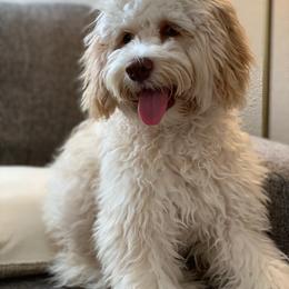 Bailey - Labradoodle