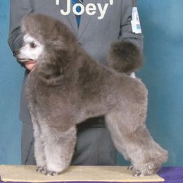 Joey - Poodle