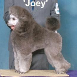 Joey - Poodle
