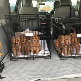 Cherry Lane Labradoodles breeder of 