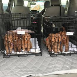 Cherry Lane Labradoodles breeder of 