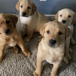 Labrador Retriever Puppies from Triple Threat Labradors