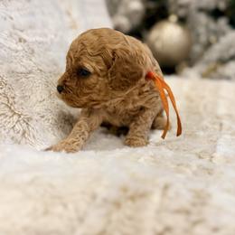 Cupid - Red male Cavapoo puppy in Preston, Idaho from Shaffer Top Notch Puppies