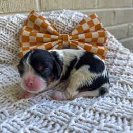 Bernedoodle, Bernese Mountain Dog, Cavalier King Charles Spaniel, and Goldendoodle Puppies from Adventure Doodles Of East TN