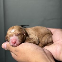 Black Collar - Yellow and white male Bernedoodle puppy in Palmetto Bay, Florida from SOMIDOODLES