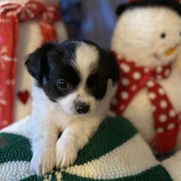 Ace - Black and white male Chihuahua puppy in Red Bluff, California from Aye Chihuahua