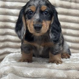Merry - Dapple male Dachshund puppy in Murrieta, California from Dash of Love
