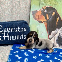 Boy 3 - Bluetick Coonhound puppy from Evenstar-WesRidge Bluetick Hounds