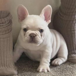 Sugar - Cream female French Bulldog puppy in Star City, Arkansas from T4 Farms