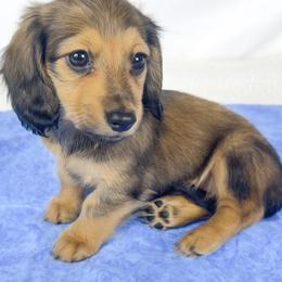 Whip cream - Red female Dachshund puppy in Sacramento, California from MiniDoxPups