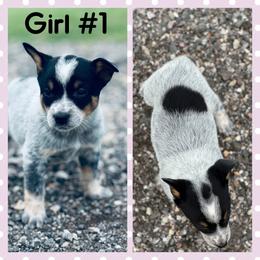 Girl 1 - Blue mottled female Australian Cattle Dog puppy in Prague, Oklahoma from S&B Cattle Co.
