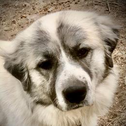 Charri Not breeding until 2023 - Great Pyrenees