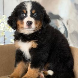 Hans - Tri-color male Bernese Mountain Dog puppy in Yuciapa, California from AlltheDoodlez_