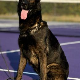 Odie - German Shepherd