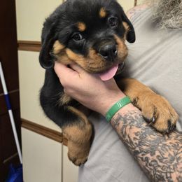Pink - Black and mahogany female Rottweiler puppy in Buskirk, New York from Von Insel Zu Berg Rottweilers