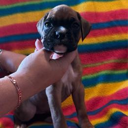 Jane - Fawn female Boxer puppy in Coal Valley, Illinois from Charron Boxers