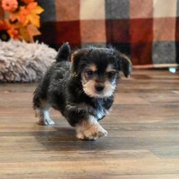 Linda - Black & tan tri-color female Morkie puppy in Guthrie, Kentucky from Happy Tail Puppies