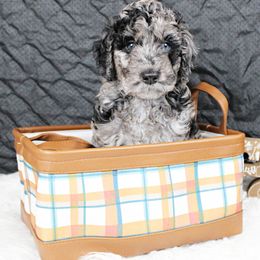 Buffy - Blue merle Aussiedoodle puppy in Maryland from Alexander Oodles of Doodles