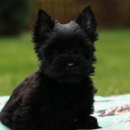Asher - Biewer Terrier