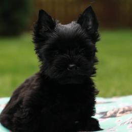 Asher - Biewer Terrier