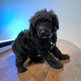 Mr. Truffles - Black male Poodle puppy in Gainesville, Florida from Pet Inn Xxweetdoodles